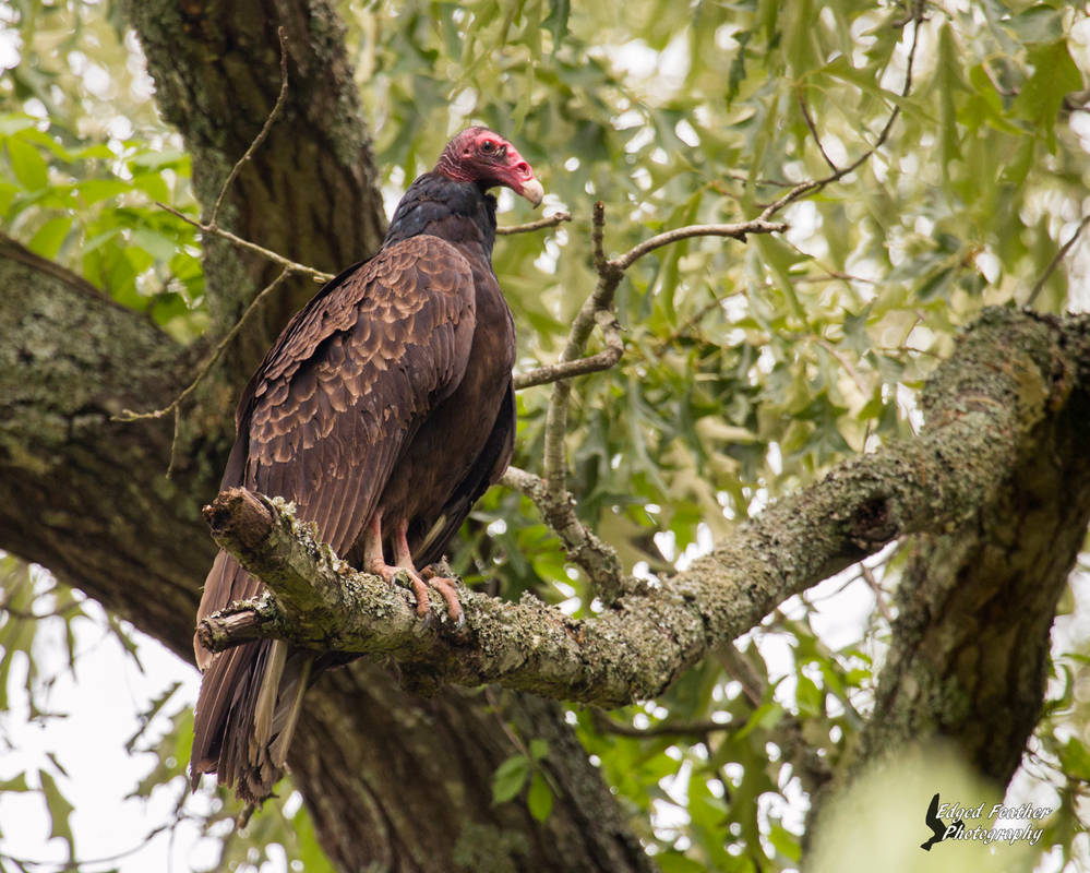 Turkey Vulture 3 by EdgedFeather