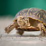 Ornate Box Turtle 2