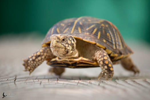 Explore the Best Boxturtle Art | DeviantArt