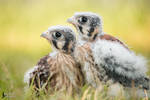 Baby American Kestrels 2 by EdgedFeather