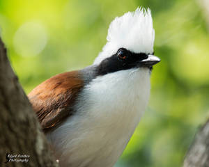 White-crested Laughing Thrush by EdgedFeather White-crested Laughing Thrush by EdgedFeather