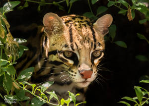 Ocelot by EdgedFeather Ocelot by EdgedFeather