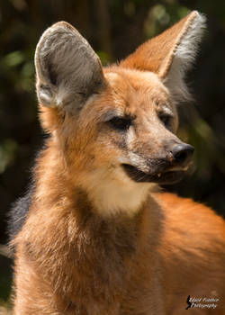 Maned Wolf 2