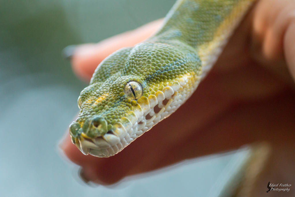 Green Tree Python 4 by EdgedFeather on DeviantArt