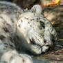 Snow Leopard 2