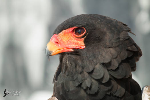 Bateleur Eagle 2