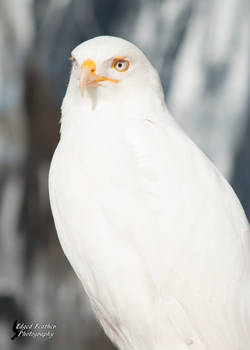 Leucistic Red Tailed Hawk 2