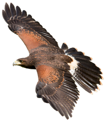 Harris Hawk cutout