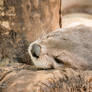 River Otter