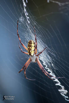 Yellow Garden Spider