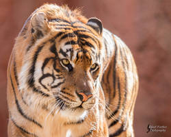 Sumatran Tiger 2