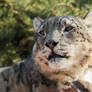 Snow Leopard 5