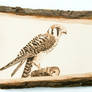 American Kestrel Woodburning