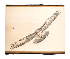 Red Tailed Hawk Woodburning