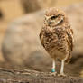 Burrowing Owl 3