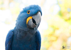 Hyacinth Macaw