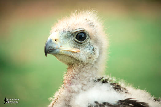 Baby Harris Hawk