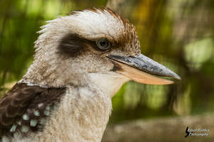 Kookaburra