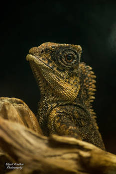 Mountain Horned Lizard