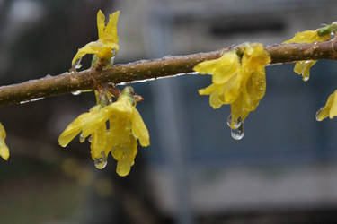 Frozen Flowers