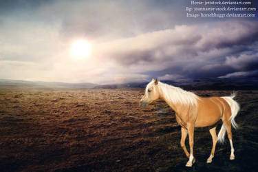 Palomino Mare