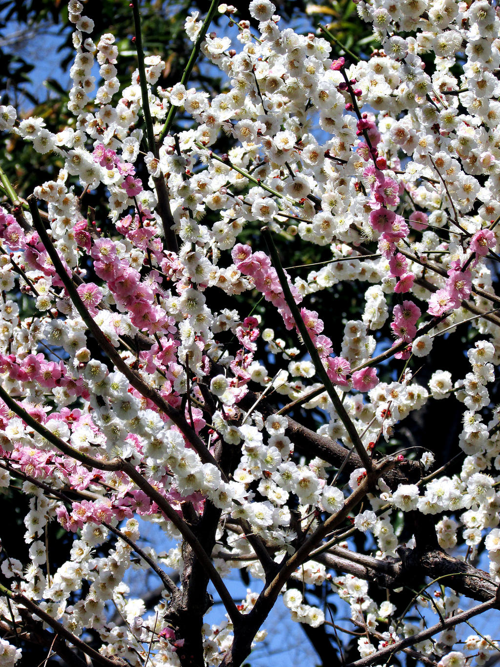 Plum blossom in tokyo