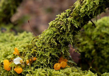 Witches Butter and Baby moss