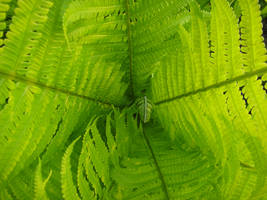 Fern Center Close-up