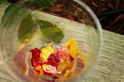 Petals and Ice