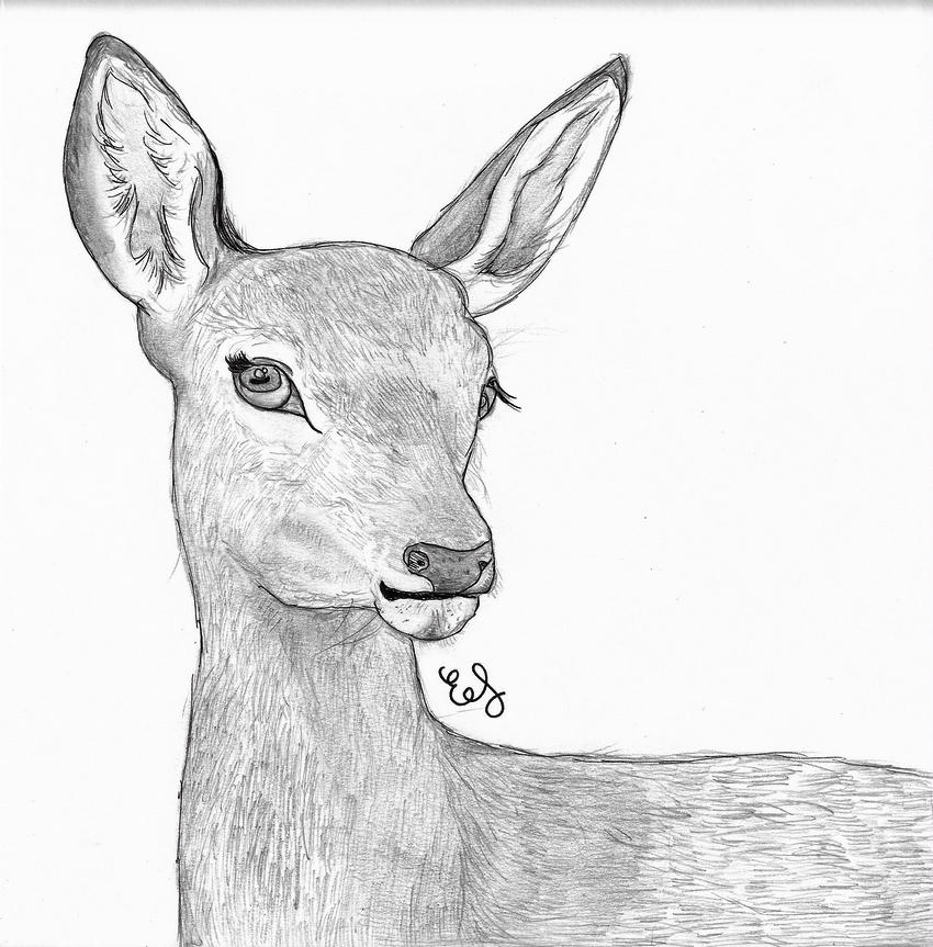 Doe portrait by emiliefart on DeviantArt