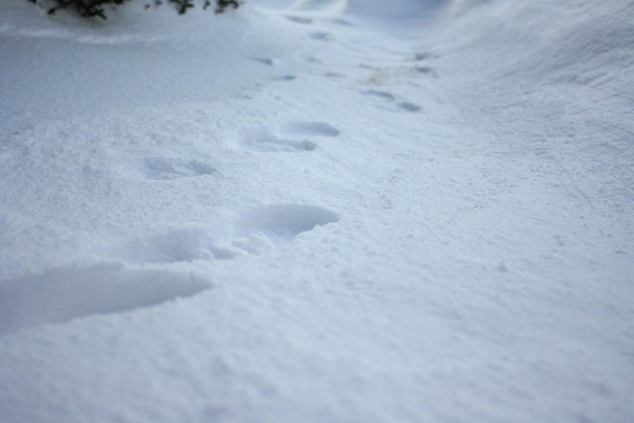 Snow Step Snow steps by Goblins911 on DeviantArt