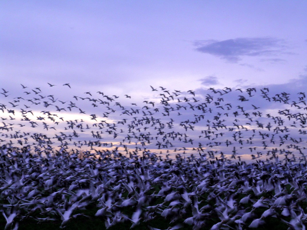 Snow Geese In Flight