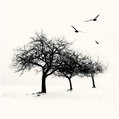 3 trees  3 birds and Winter