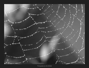 The Web of Life