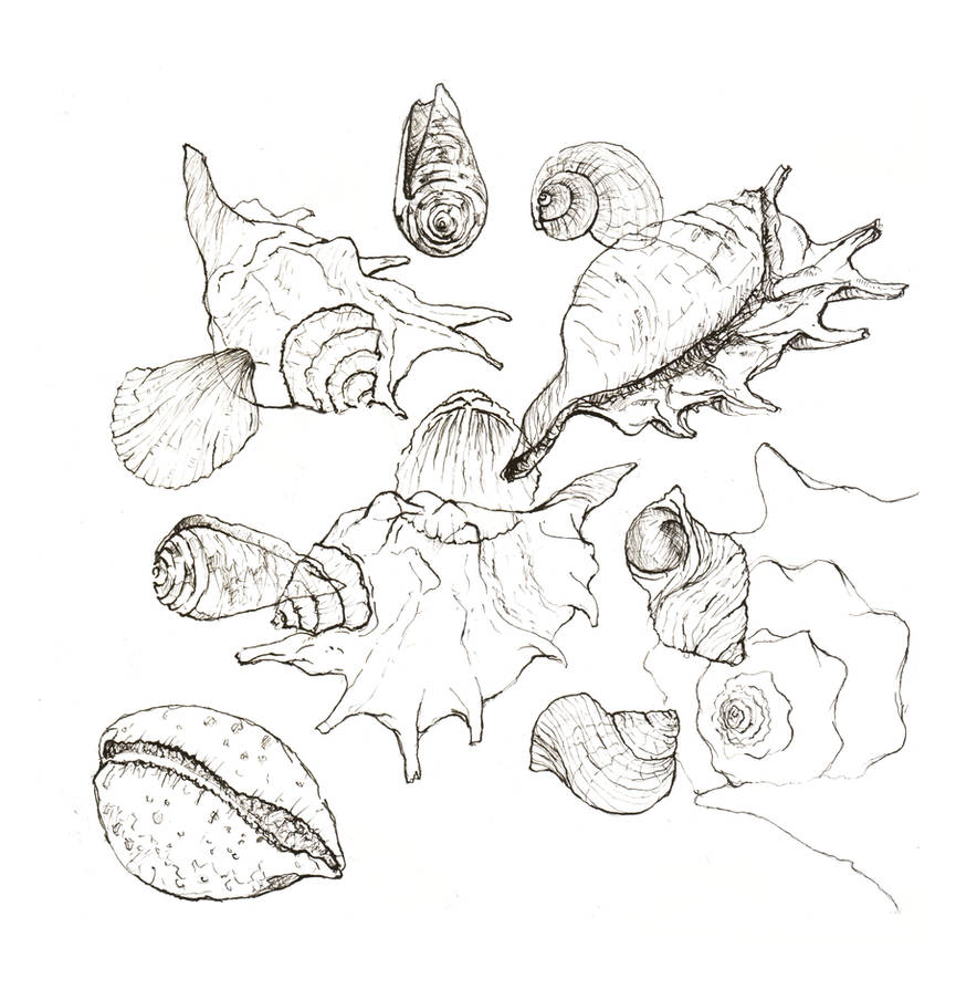 Design Shell Composition shell composition by tpL33 on DeviantArt