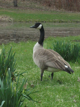 The Regal Goose