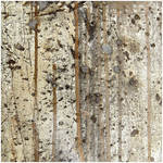 Sounds of nesting birds, sounds of spring by AiniTolonen Sounds of nesting birds, sounds of spring by AiniTolonen