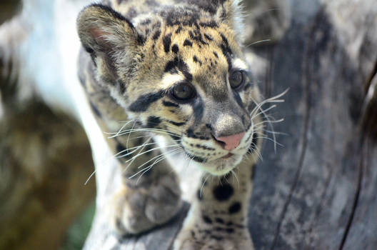 Clouded leopard cub