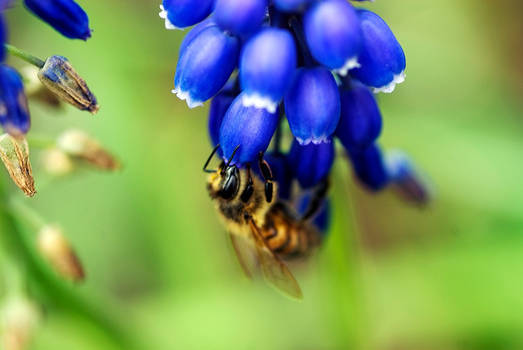 Blue bell Pollination Begins