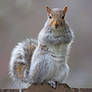 Eastern gray squirrel 34