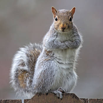 Eastern gray squirrel 34