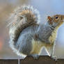 Eastern gray squirrel 37