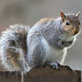 Eastern gray squirrel 48