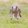 Eastern gray squirrel 108: Nuts? Here I come!!!