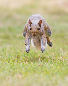 Eastern gray squirrel 108: Nuts? Here I come!!!