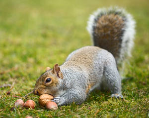 Squirrel 118: This BIG one, please!