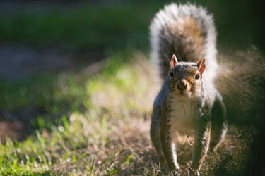 Squirrel 147: A dreamy portrait