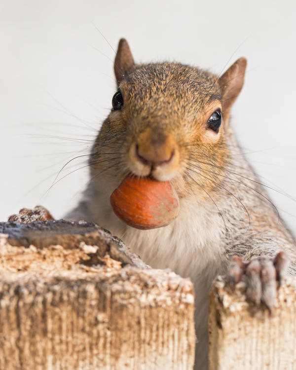 Squirrel 148: Portrait with hazelnut