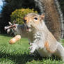 Squirrel 152: Peanut!