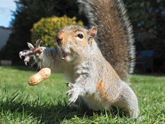 Squirrel 152: Peanut!